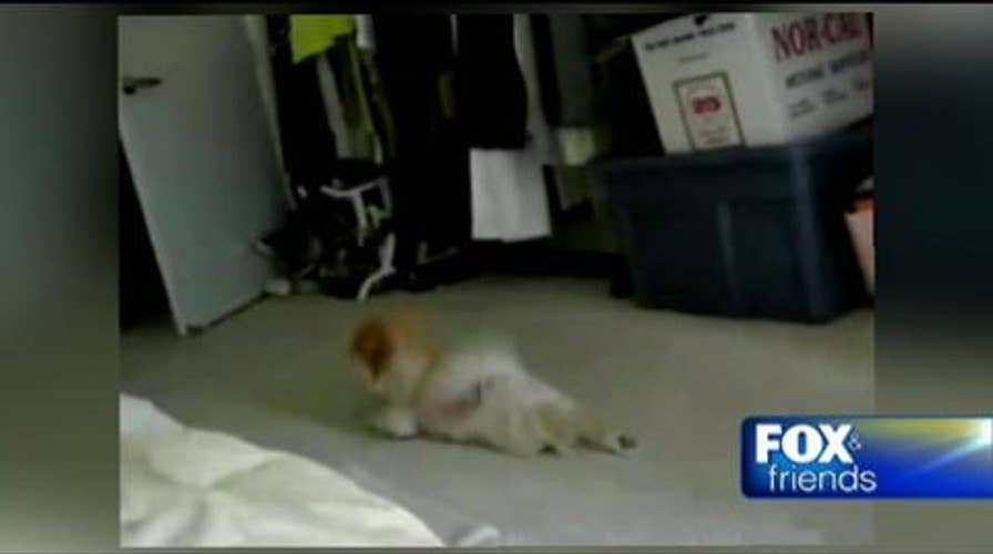 The 'World's Cutest Dog' Boo the Pomeranian Is Still Alive