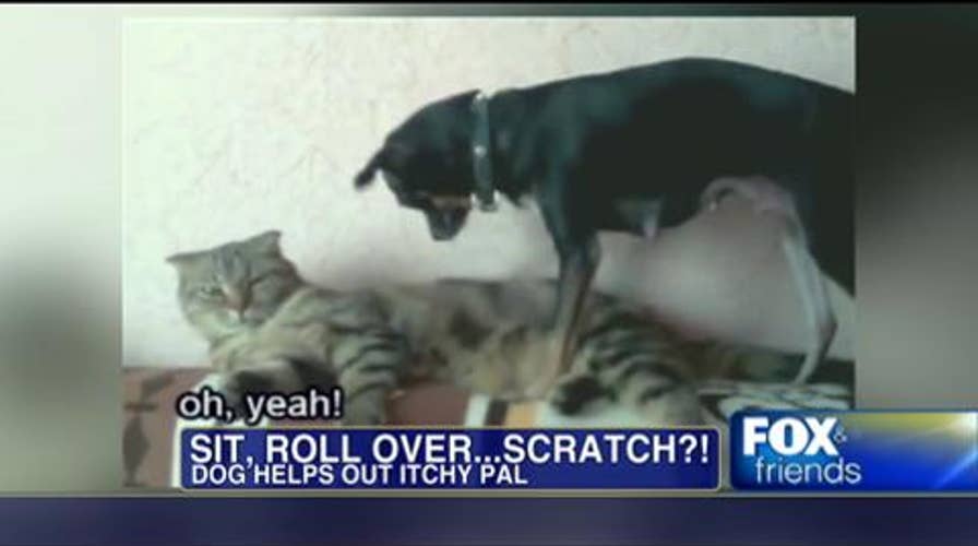 Shot of the Morning: Dog Helps Cat Out By Scratching Its Back
