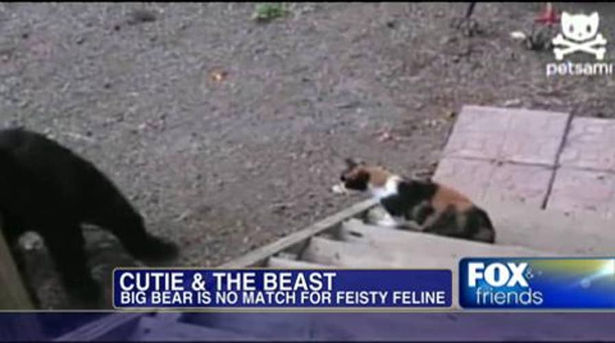 Shot of the Morning: Unafraid Cat Scares of Bear