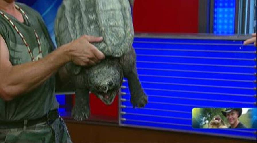 "Turtleman" Catches Dangerous Snapping Turtles With His Bare Hands