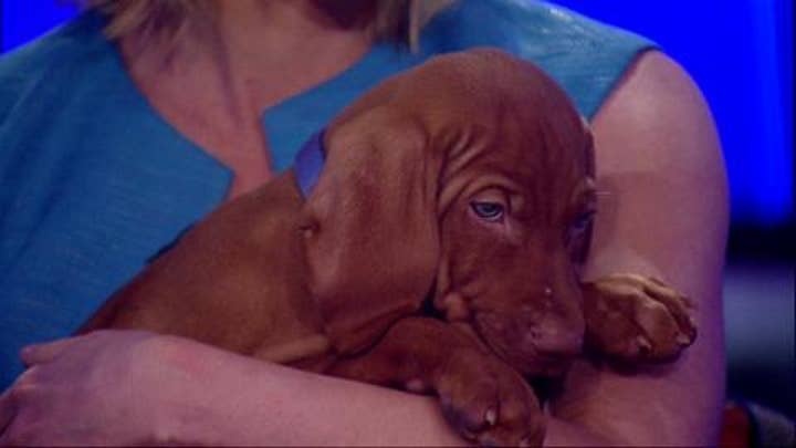 Dana Perino Shows Off Her New Puppy, Jasper!