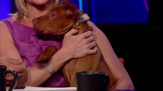 Dana Perino Brings Jasper to 'The Five' Latest News