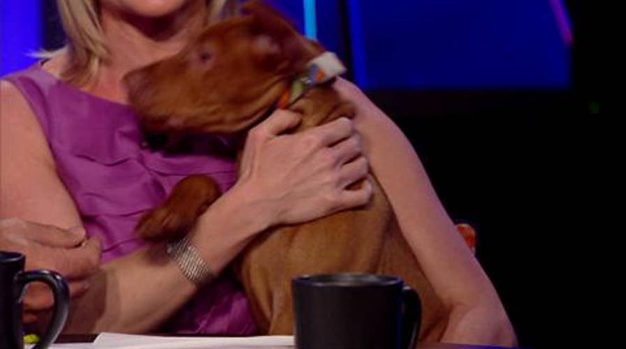 Dana Perino Brings Jasper to 'The Five'