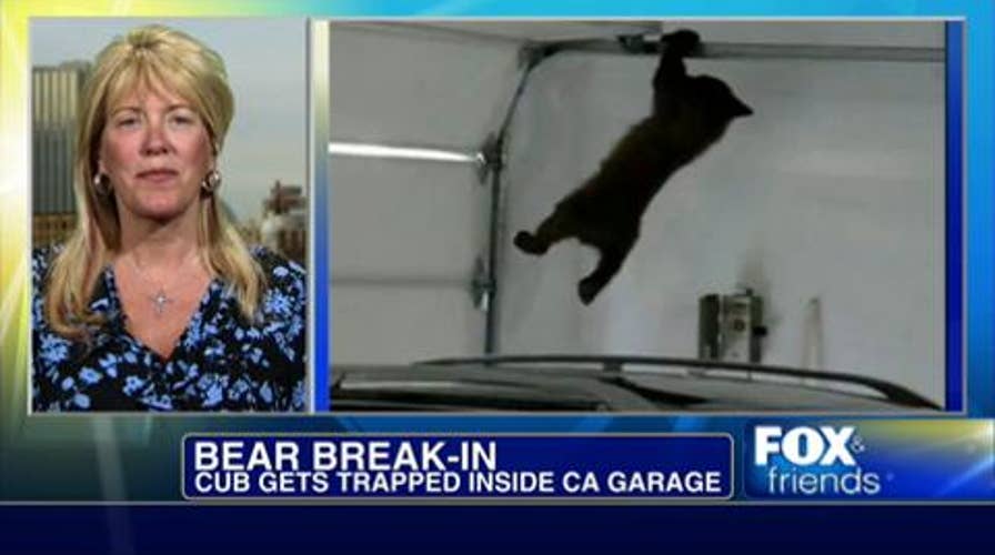 CAUGHT ON TAPE: Mama Bear Rescues Cub That Gets Trapped In CA Homeowner’s Garage