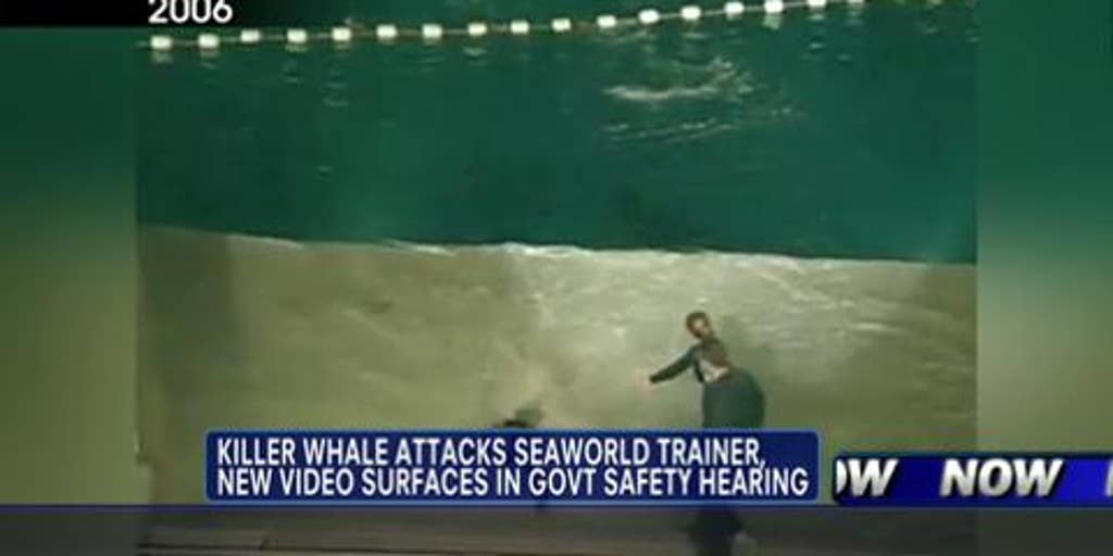 New Video Surfaces Of SeaWorld Killer Whale Attack That Happened In ...