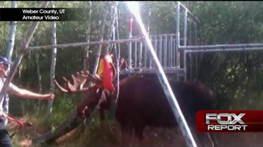 Must-See Video: Moose Stuck in Backyard Swing Set