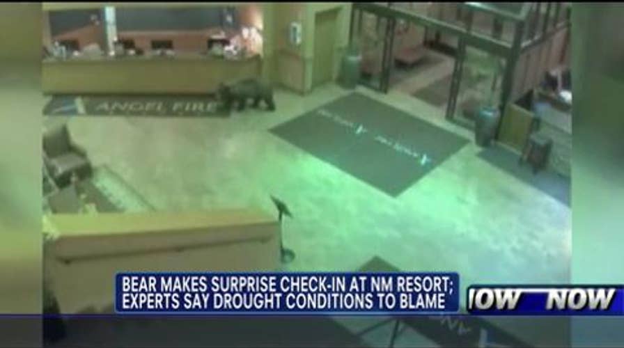 VIDEO: Bear “Checks in” at New Mexico Hotel