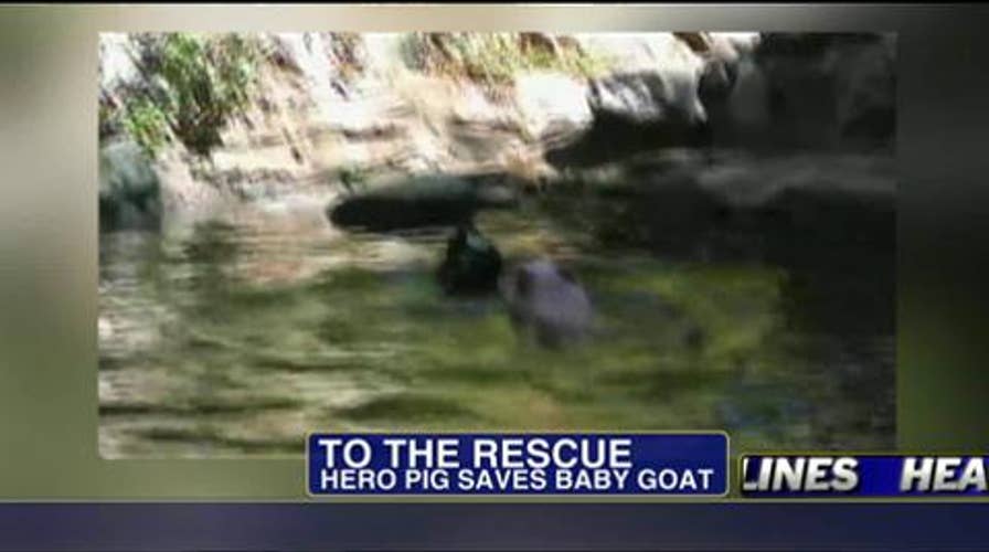 Unbelievable Video: Hero Pig Saves Baby Goat From Drowning