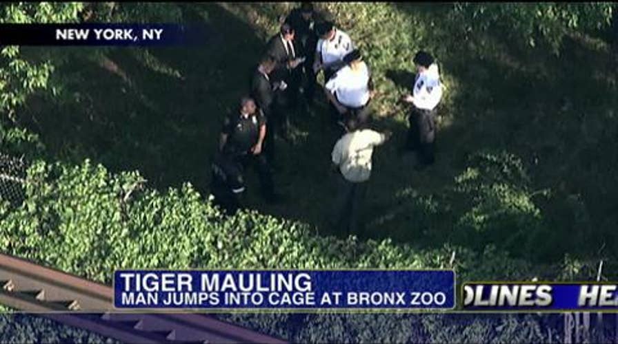 Man in Critical Condition After Jumping Into Tiger Exhibit at the Bronx Zoo