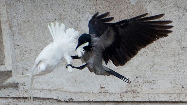 Bird Attack In The Vatican As Pope Speaks About Peace