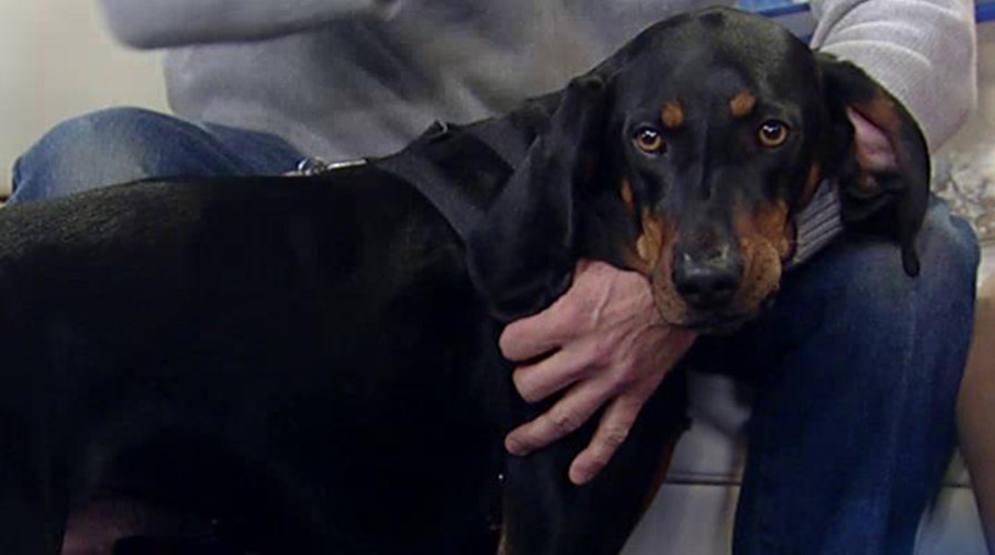 Stories from new season of 'Unlikely Animal Friends'