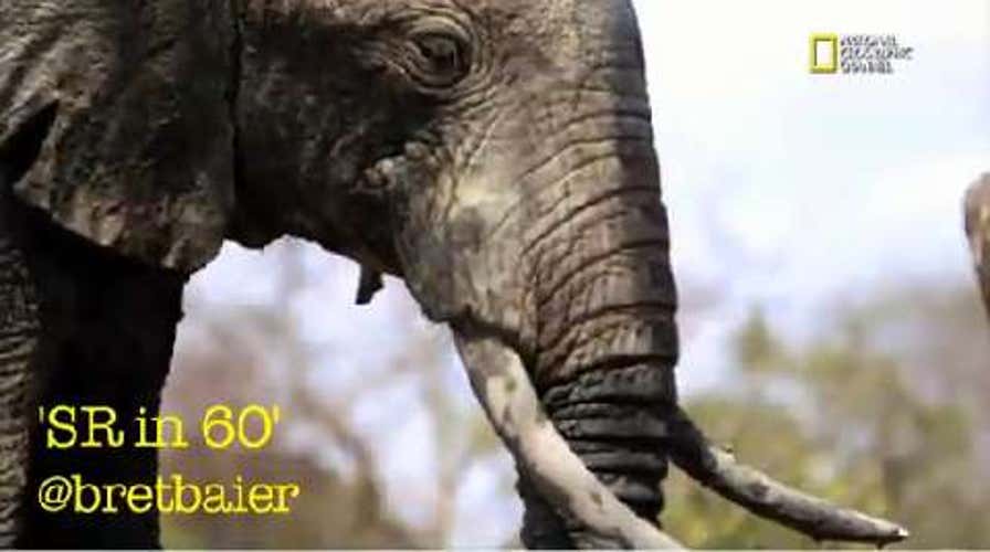 Tracking Illegal Slaughter of African Elephants