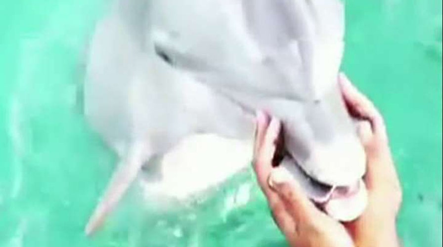 'Flipper' phone! Dolphin saves cell that fell in ocean