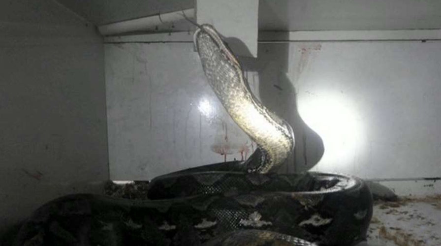 It's wrapped around his neck! Frantic python attack 911 call