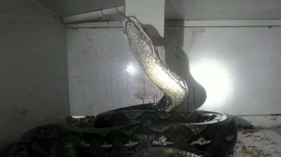 It's wrapped around his neck! Frantic python attack 911 call