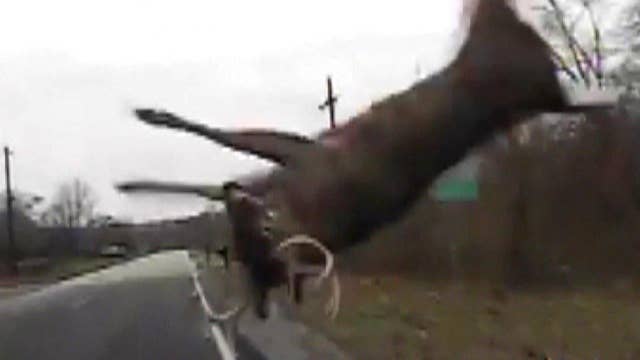 Oh 'deer'! Insane Dashcam Video Shows Cop Crash Into Buck | Latest News ...