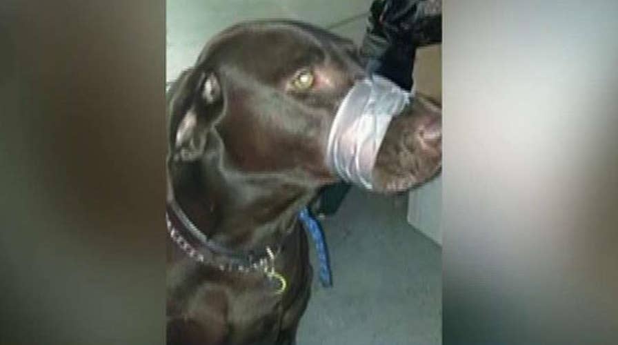 Woman faces up to 150 days in jail for taping dog's mouth