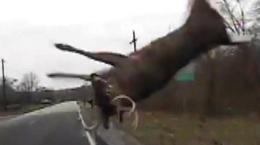 Oh 'deer'! Insane dashcam video shows cop crash into buck
