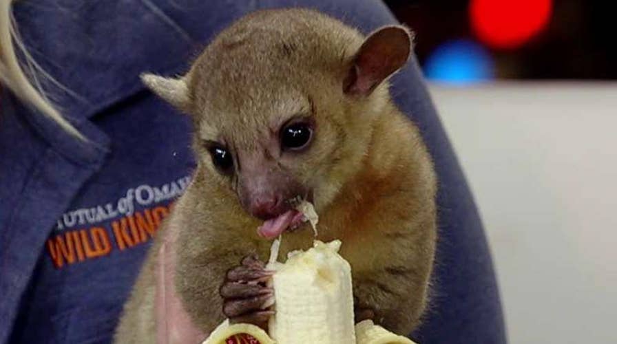 Fascinating creatures from around the world