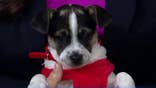 Home for the howl-idays: Give the best gift of dog rescue