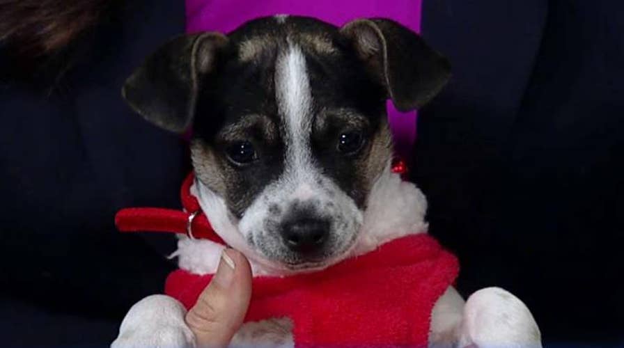 Home for the howl-idays: Give the best gift of dog rescue