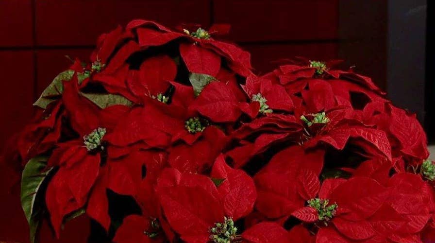 The truth behind holiday health myths