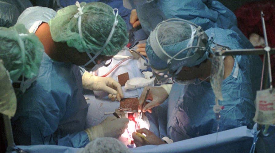 Scientists hope human organs grown in animals can save lives