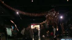 Huge titanosaur makes American Museum of Natural History debut
