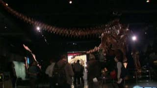 Titanosaur on display at American Museum of Natural History - Fox News