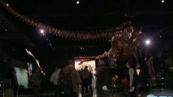 Huge titanosaur makes American Museum of Natural History debut