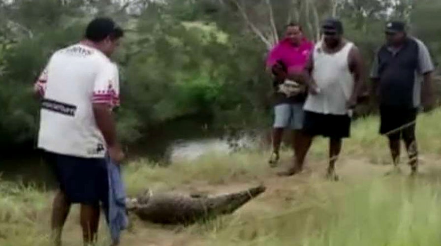Stop Brutal Crocodile Stabbings for Purses and Shoes