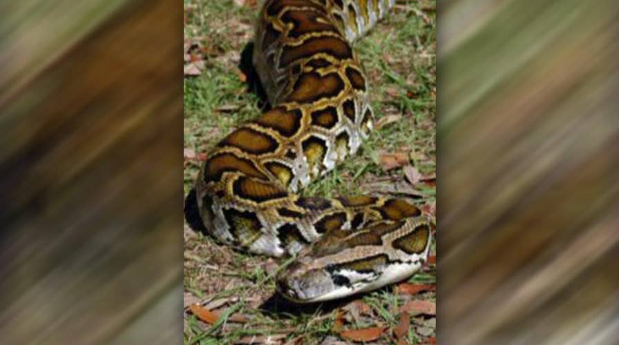 Florida ready to kick off second Everglades python hunt
