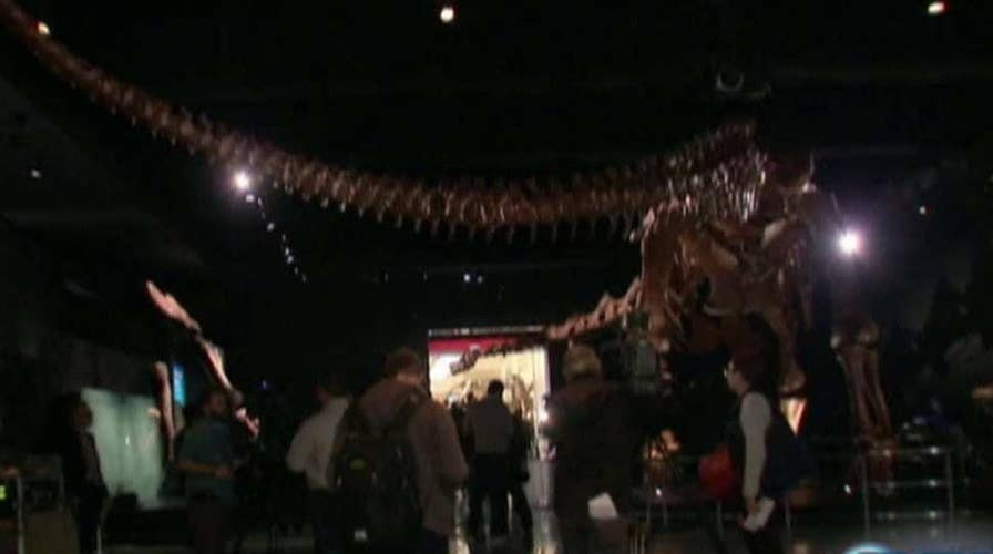 Titanosaur on display at American Museum of Natural History