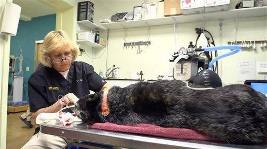 Vets warn of dangerous new dog flu strain