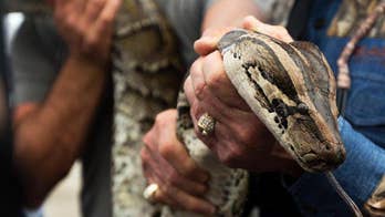 Florida declares open season on pythons in annual challenge