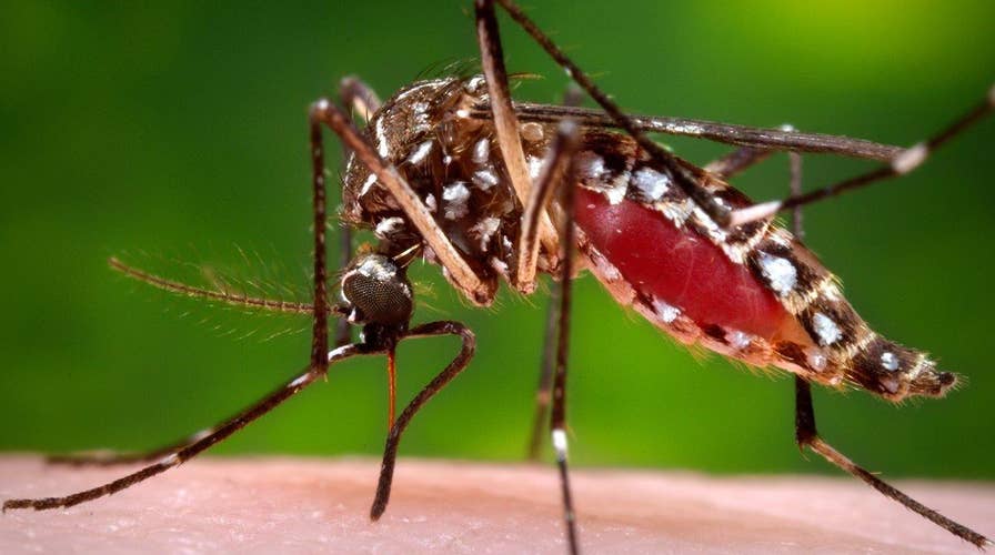 What you need to know about the Zika virus