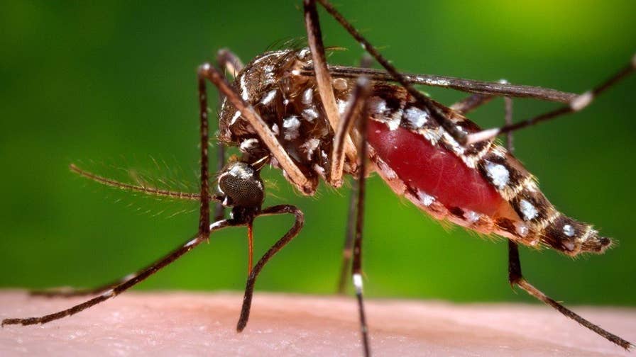Dangerous virus is transferred by mosquitoes