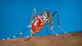 Mosquito-borne virus linked to birth defects; Dr. Marc Siegel weighs in on 'America's Newsroom'