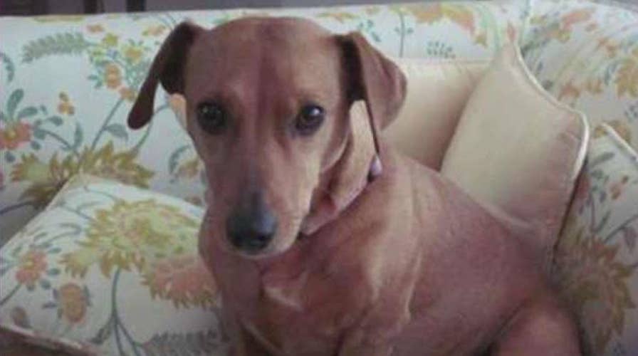 Georgia Supreme Court considers the value of a family dog