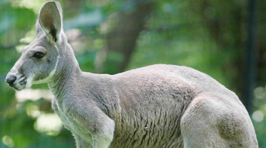 Australian teen planned to pack bombs in kangaroo's pouch