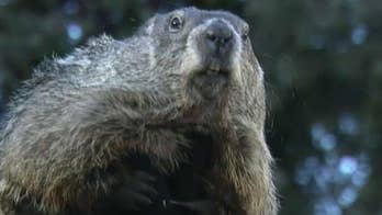 Groundhog Punxsutawney Phil sees no shadow, predicts early spring