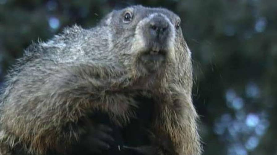 Groundhog Day: Did Phil see his shadow?