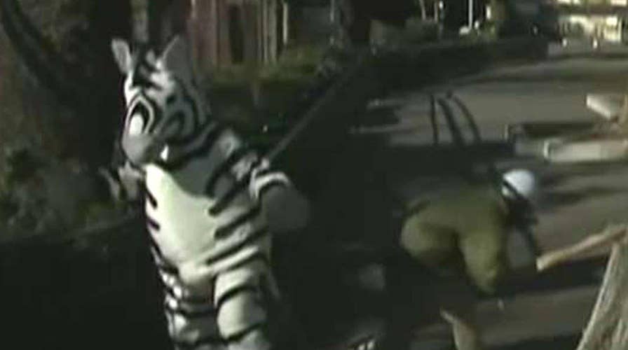 'Zebra' on the loose! Workers practice escaped animal drill