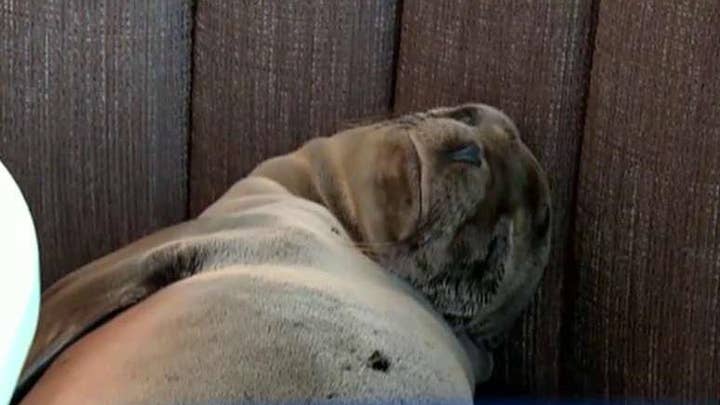 Sea lion seats herself in restaurant