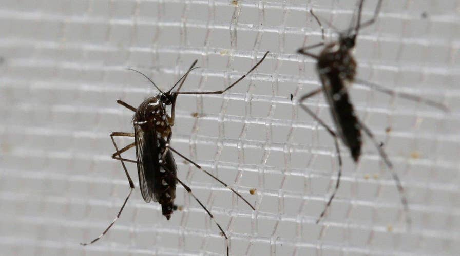 Scientists try to fight Zika by building a 'better mosquito'