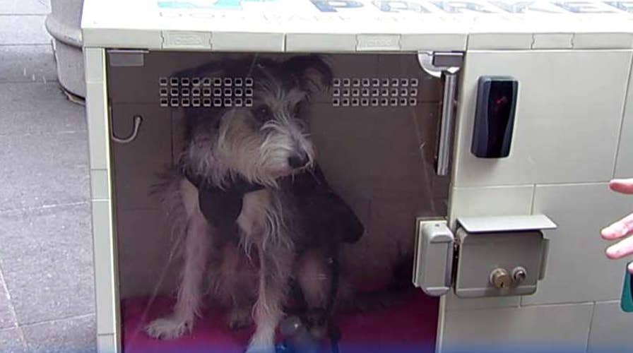 Curbside kennel houses your dog while you shop