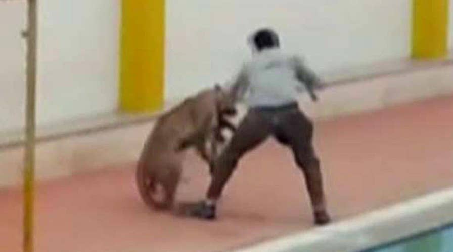 Leopard that mauled six people at school breaks out of cage 