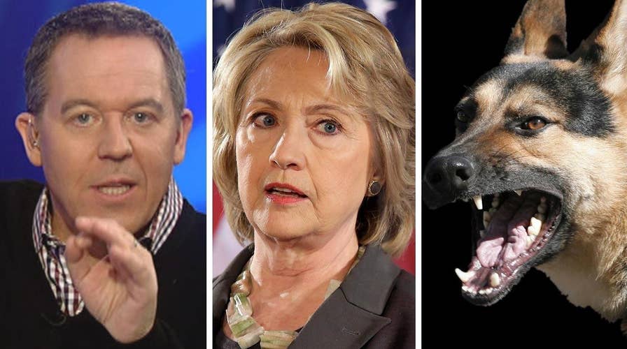 Gutfeld: Hillary's campaign is going to the dogs