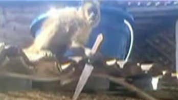 Drunk, knife-wielding monkey reportedly attacks bar patrons