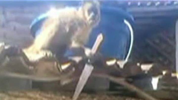 Drunk monkey attacks bar patrons with knife 